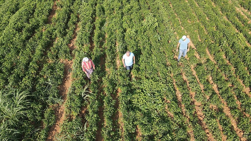 Ata tohumları üreticiye 30 milyon lira kazandırdı