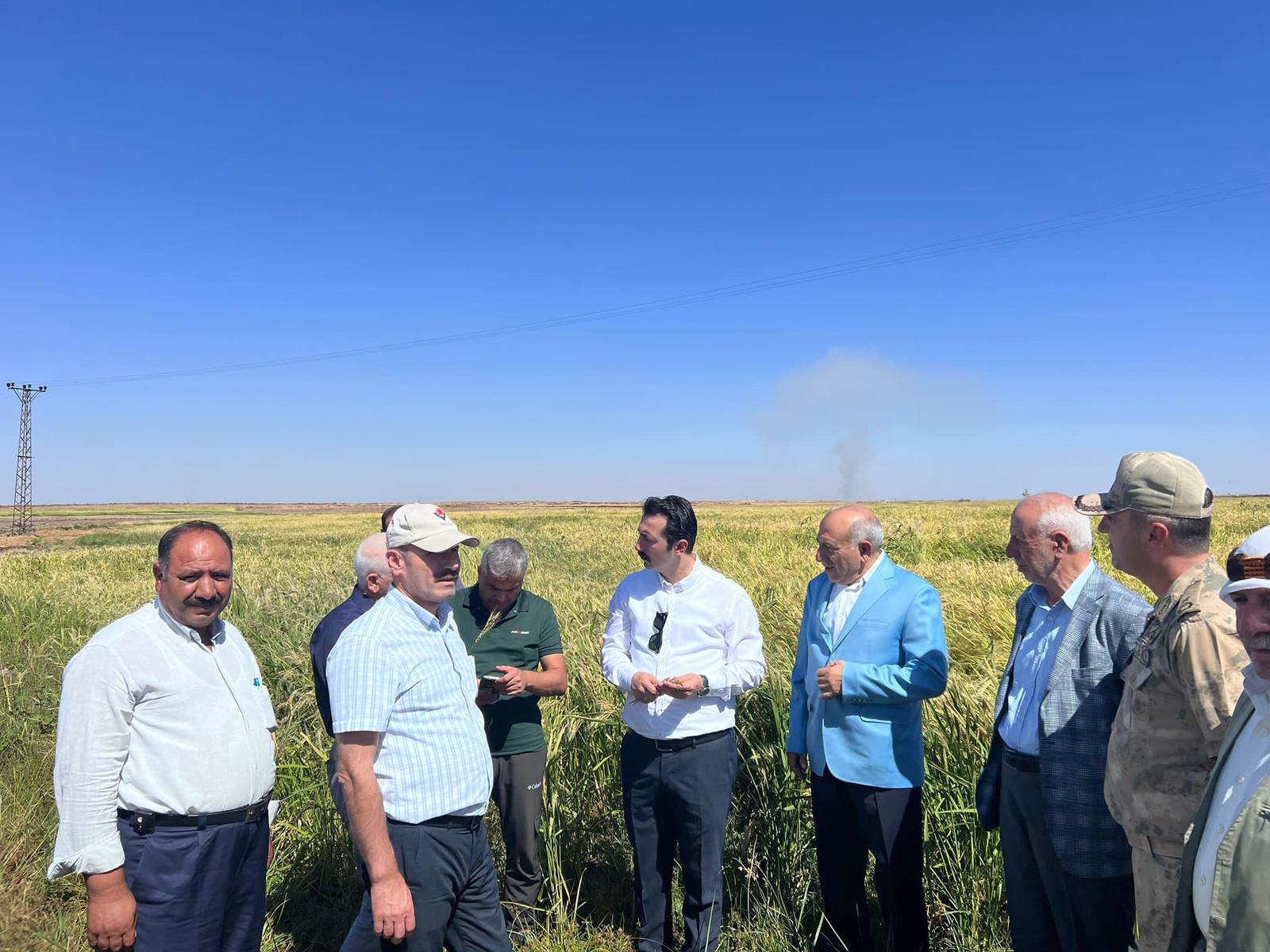 Organik Karacadağ pirincine festival