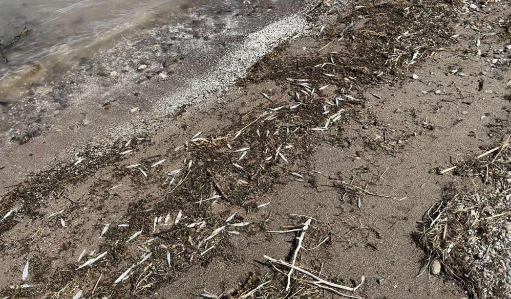 Tunceli'de binlerce ölü balık kıyıya vurdu