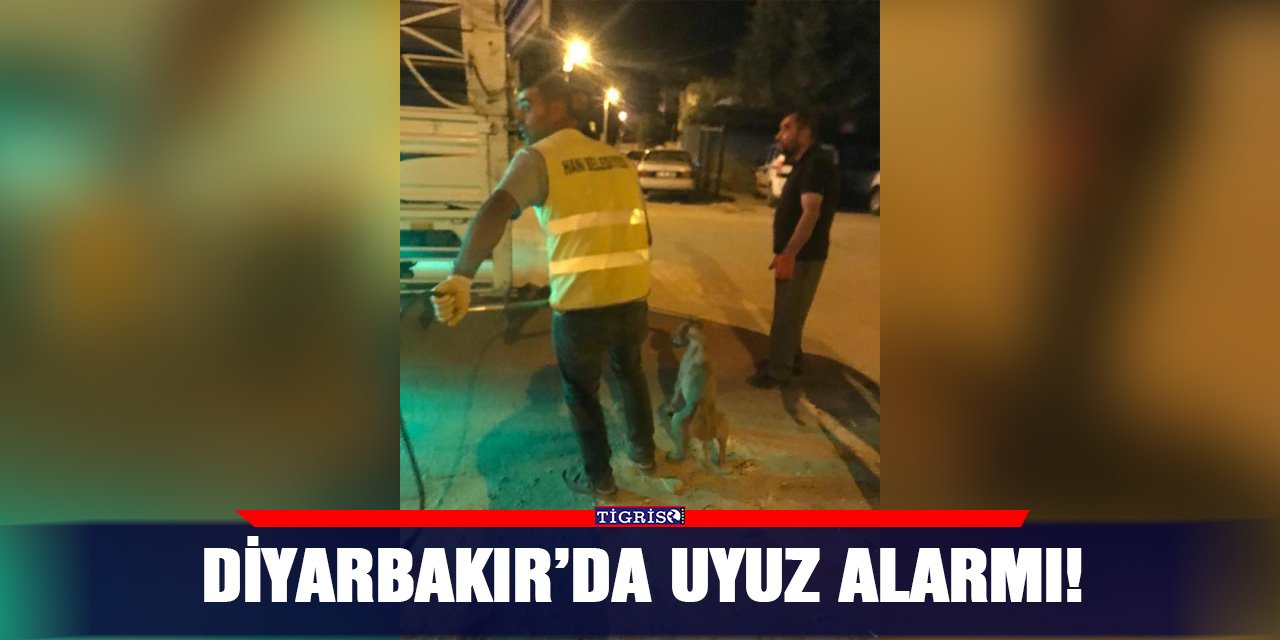 Diyarbakır’da uyuz alarmı!