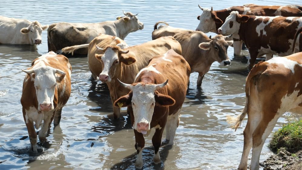 TÜİK: Hayvan sayısında azalma var