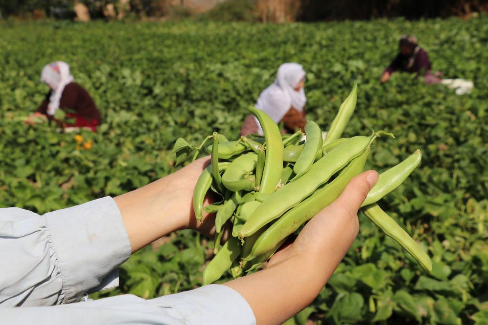 ‘Gevaş fasulyesi’ tescillendi