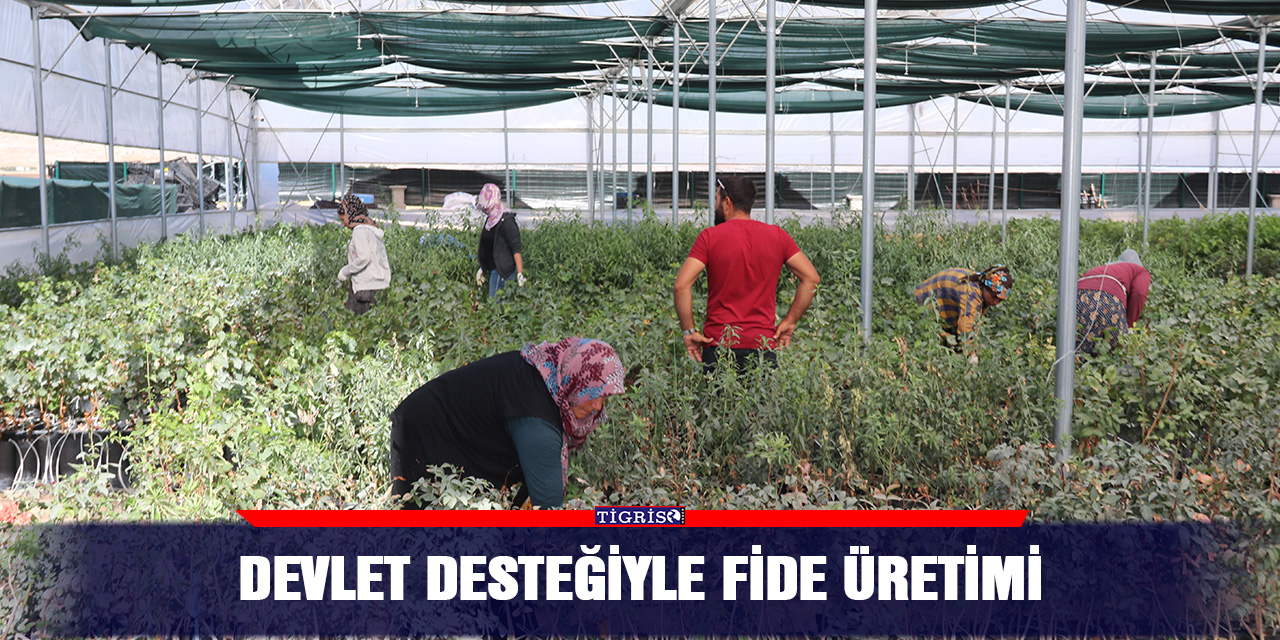 Devlet desteğiyle fide üretimi