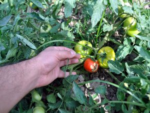 Salçalık domatese "mildiyö" tehdidi