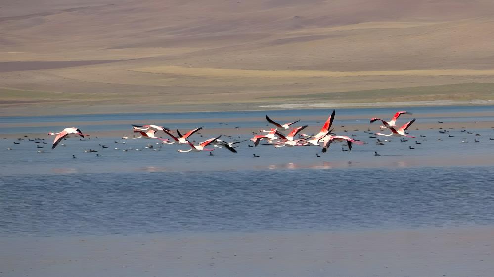 Erçek Gölü flamingoların gözdesi