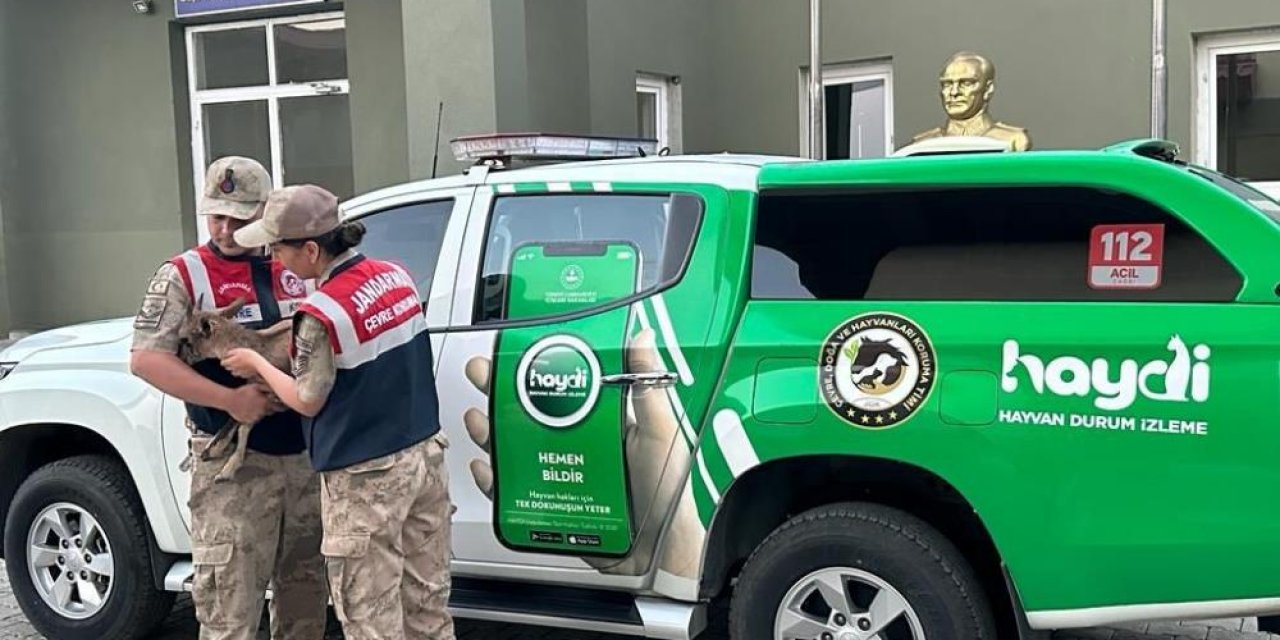 Jandarma yaralı dağ keçisini kurtardı