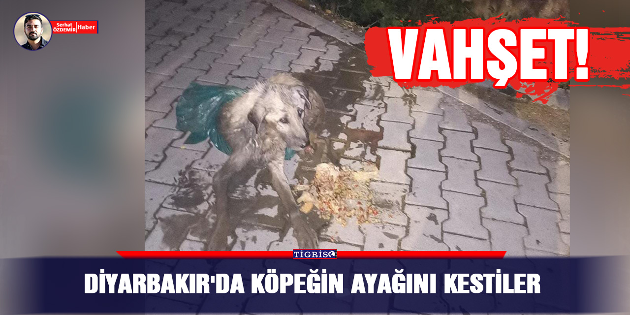 Diyarbakır'da köpeğin ayağını kestiler