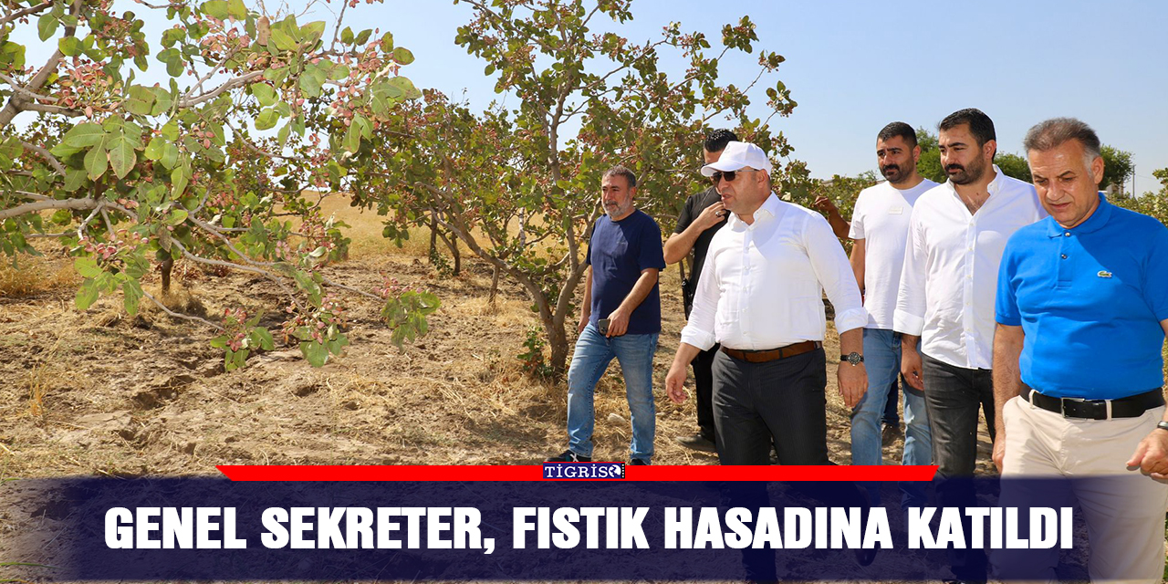 Genel sekreter, fıstık hasadına katıldı