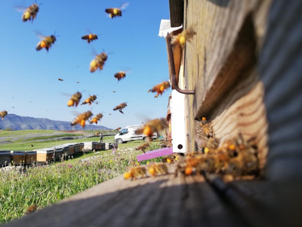 Şırnak’ta dört ayrı dağın zirvesinde en tatlı hasat başladı