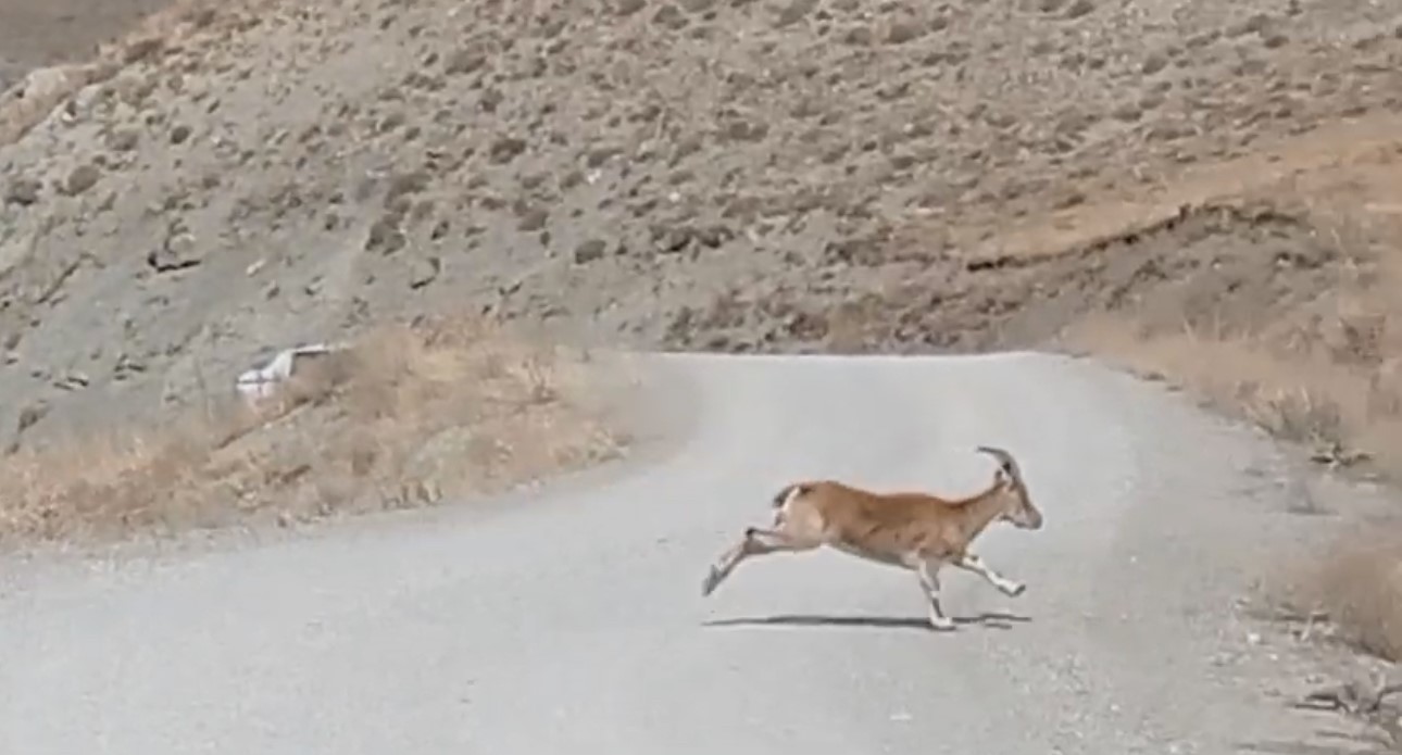 Dağ keçisi avlayan 9 şüpheli hakkında işlem başlatıldı