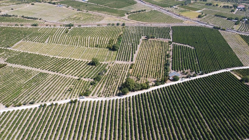 Elazığ'da yetiştirilen üzüm birçok şehre gönderiliyor