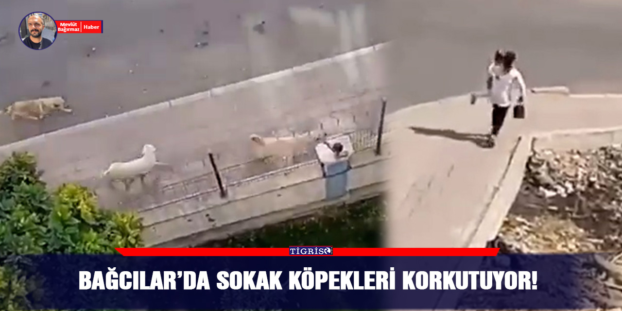 VİDEO - Bağcılar’da Sokak köpekleri korkutuyor!