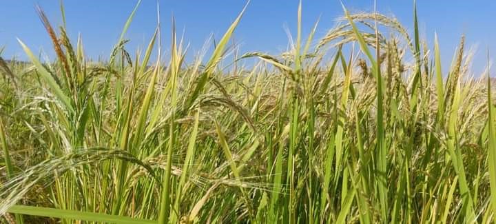 Çermik'te verim tespiti