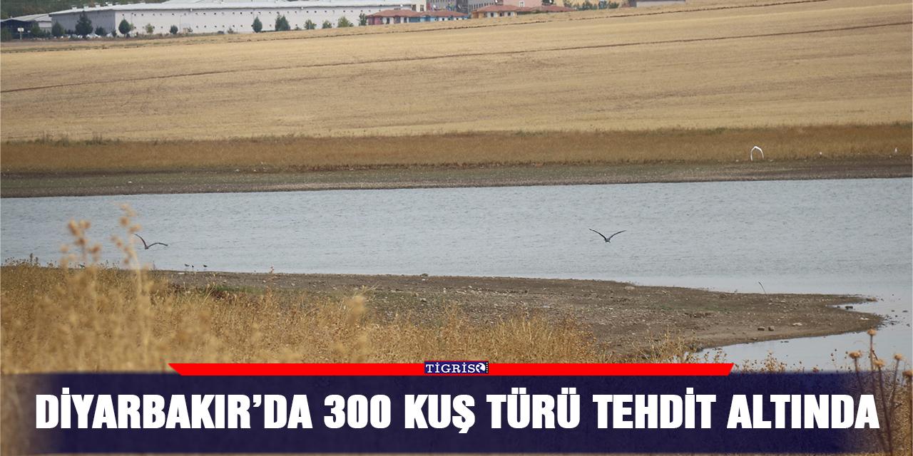 Diyarbakır’da 300 kuş türü tehdit altında