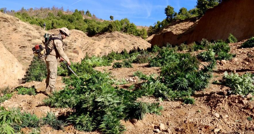 Diyarbakır'da operasyon: Çok sayıda uyuşturucu madde yakalandı!