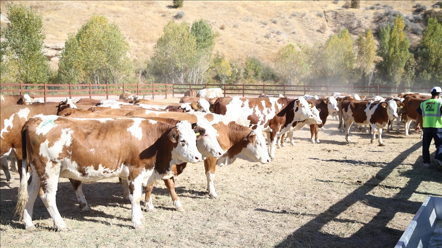 5 bin 804 büyükbaş hayvanın dağıtımına başlandı