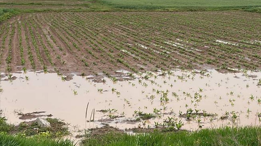 Afetler nedeniyle tahmini 3,8 trilyon dolarlık mahsul kaybedildi