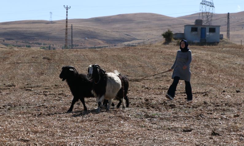 Kadın mühendis, köyüne döndü, besicilik yapıyor