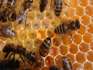 Salgı balı her derde deva