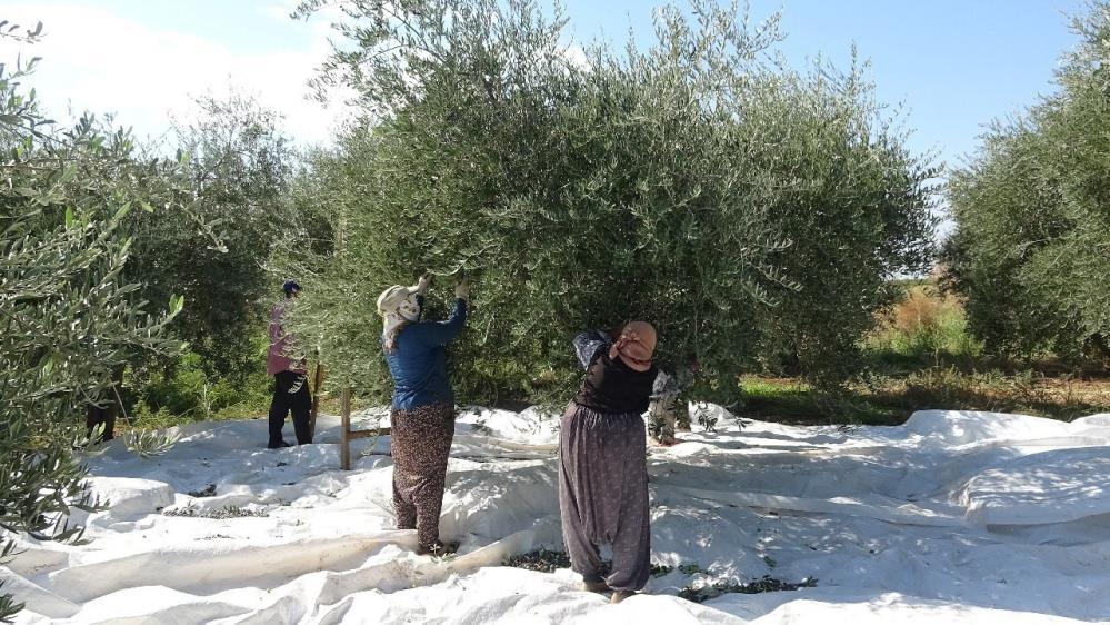O ilde büyük zeytin hasadı bekleniyor!