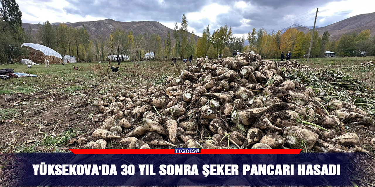 Yüksekova'da 30 yıl sonra şeker pancarı hasadı