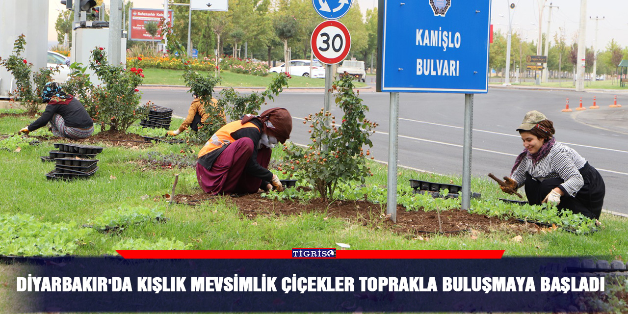 Diyarbakır'da kışlık mevsimlik çiçekler toprakla buluşmaya başladı