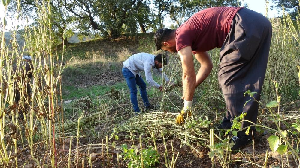 Irak sınırında susam hasadı