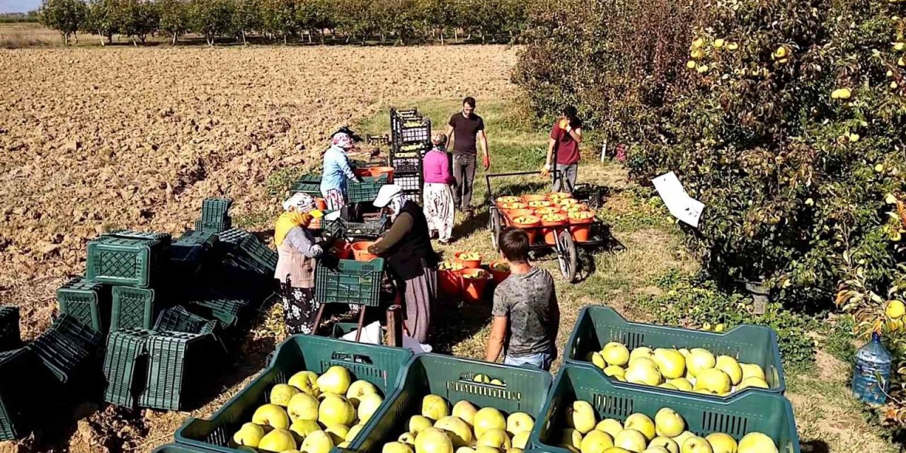Deveci armudu çiftçilerin yüzünü güldürdü