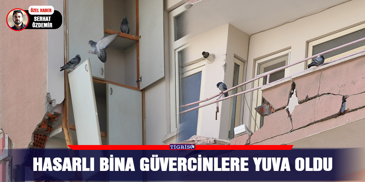 Hasarlı bina güvercinlere yuva oldu