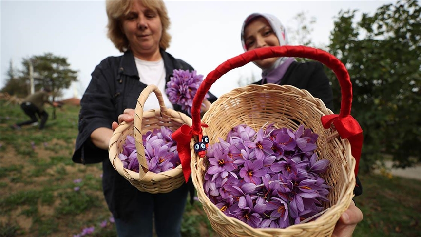 Safran yetiştiren kadın girişimci, üretim alanını büyüttü