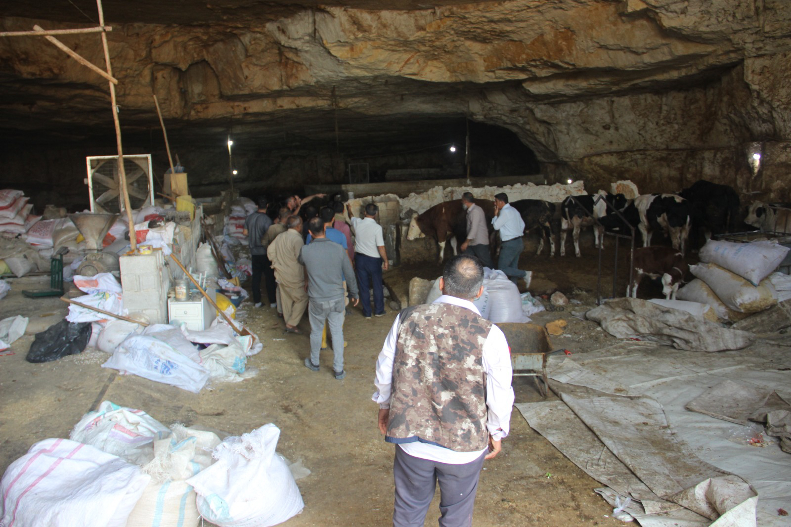Mağara çöktü, 5 inek telef oldu