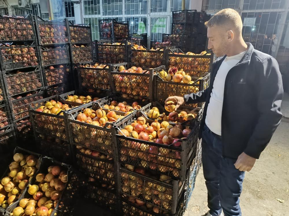 Zivzik narının hasadı başladı