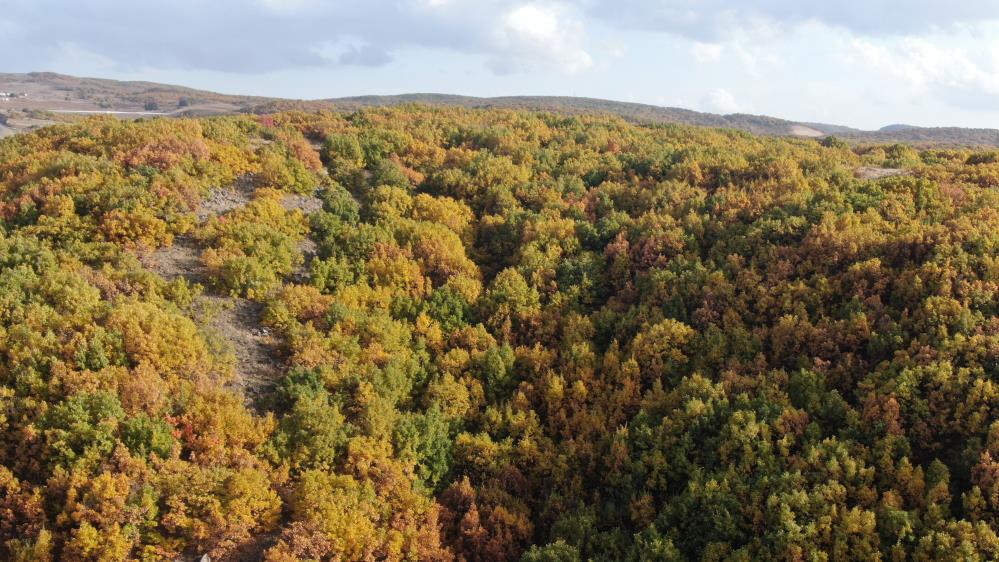 Bingöl’de meşeler ve sonbahar