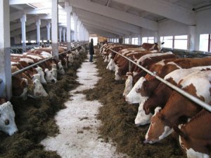 Sığır cinsi hayvanların izlenmesi yönetmeliğinde değişiklik