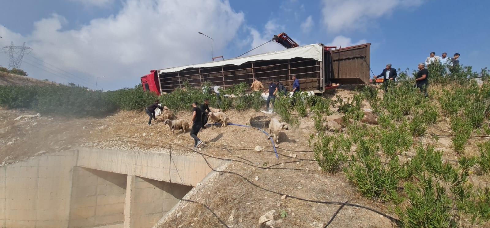 Urfa’da tır devrildi: 80 koyun telef oldu