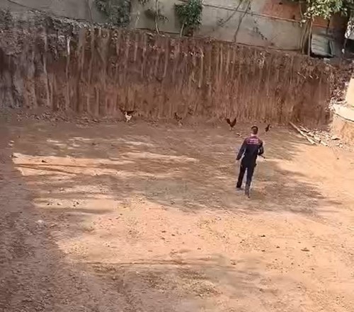 İtfaiye ekiplerinden 'tavuk kurtarma' operasyonu