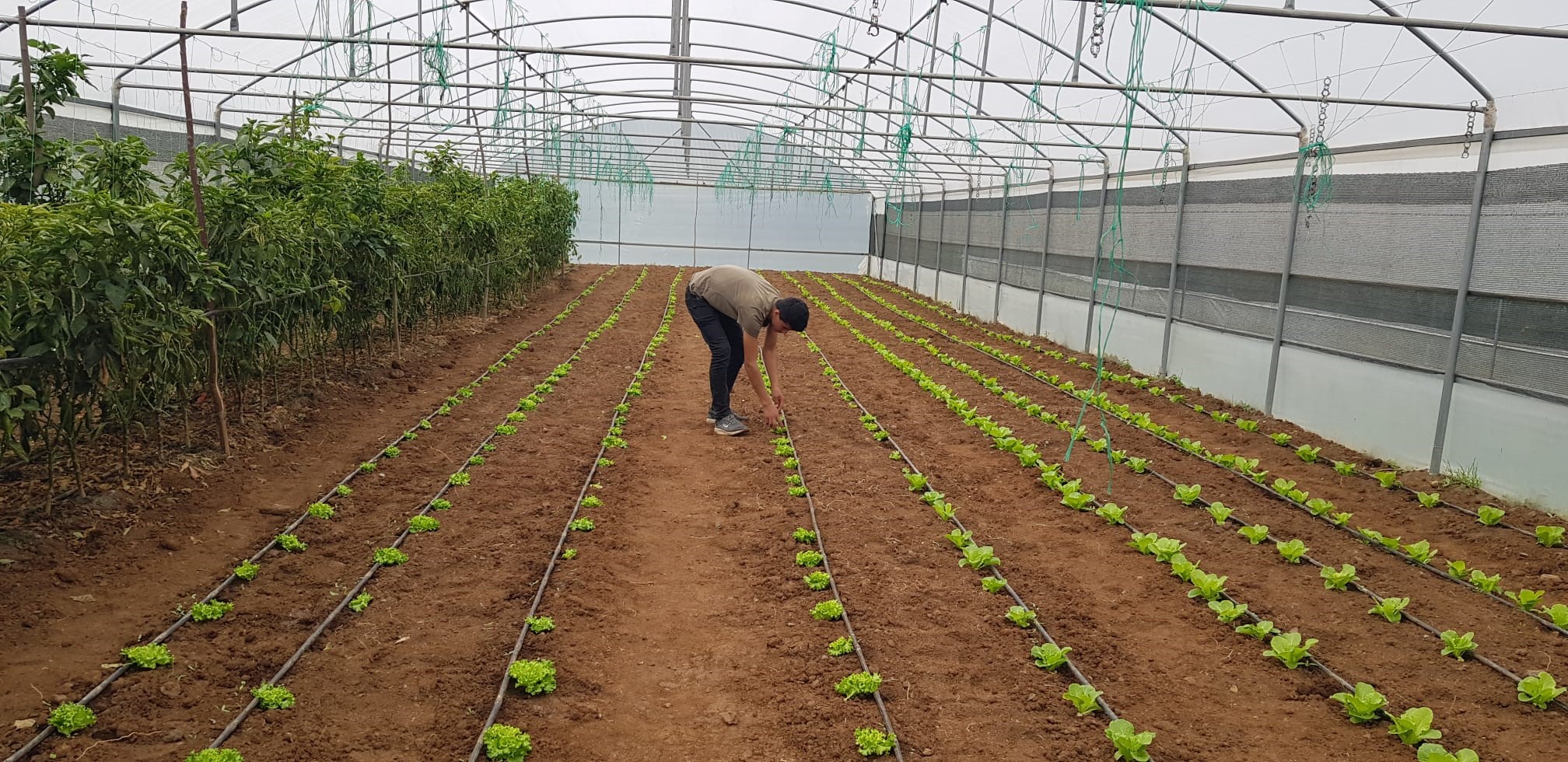 Derecik'te seracılık gelişiyor