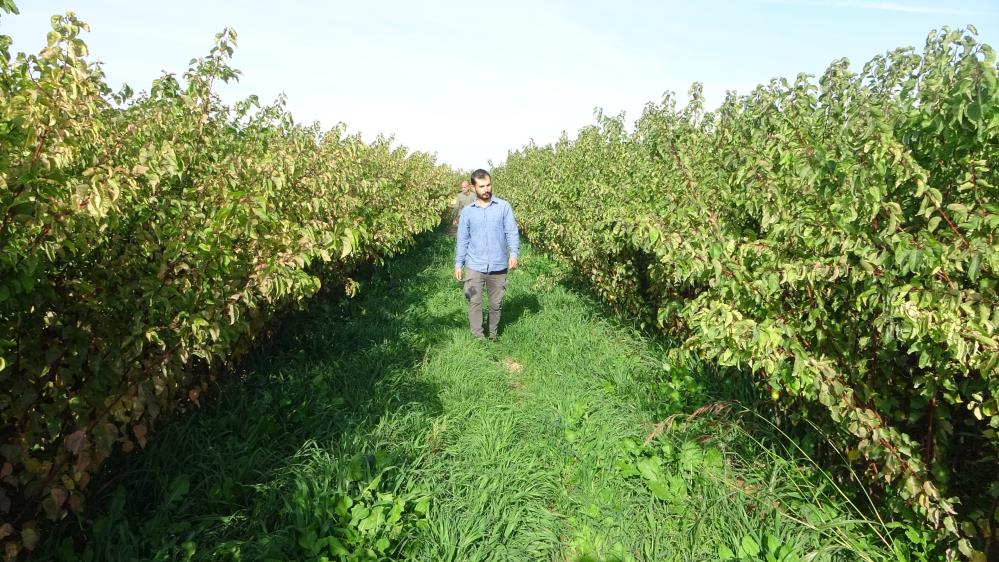 Deprem bölgesi Malatya’da meyve fidanı üretimi devam ediyor