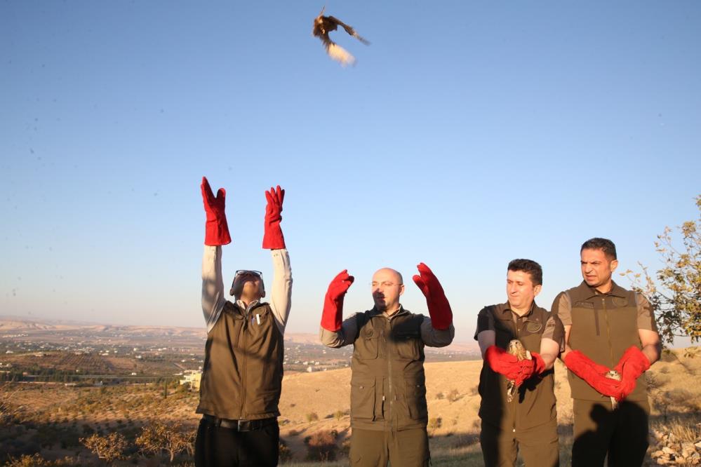 Urfa'da doğaya salınan kanatlı hayvanlar