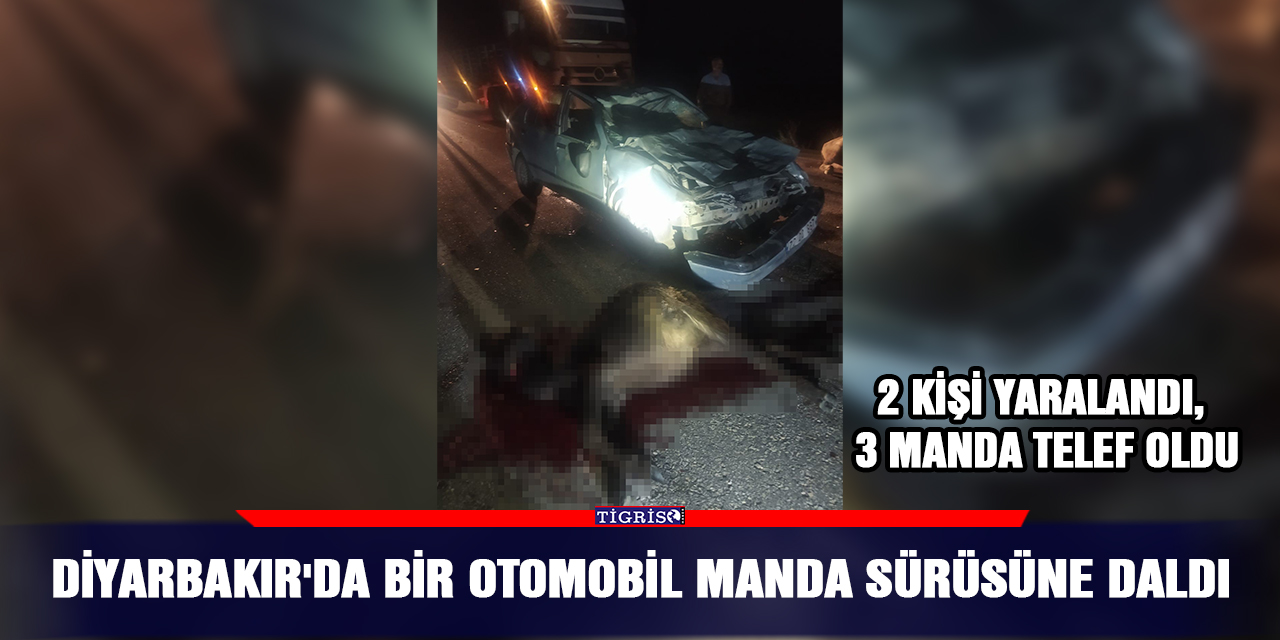 Diyarbakır'da bir otomobil manda sürüsüne daldı