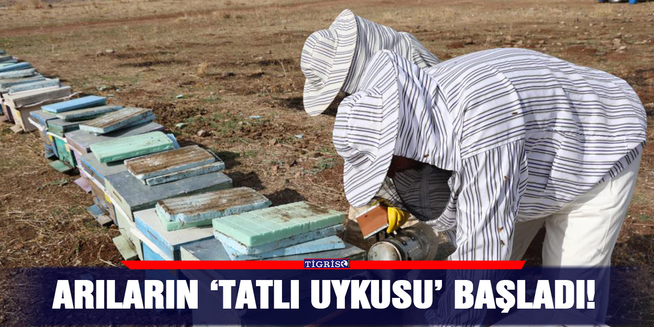 Arıların ‘tatlı uykusu’ başladı!
