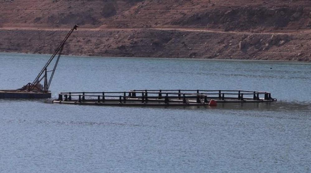 Siirt’te 5 yılda 8 milyon sazan yavrusu baraj ve göletlere bırakıldı