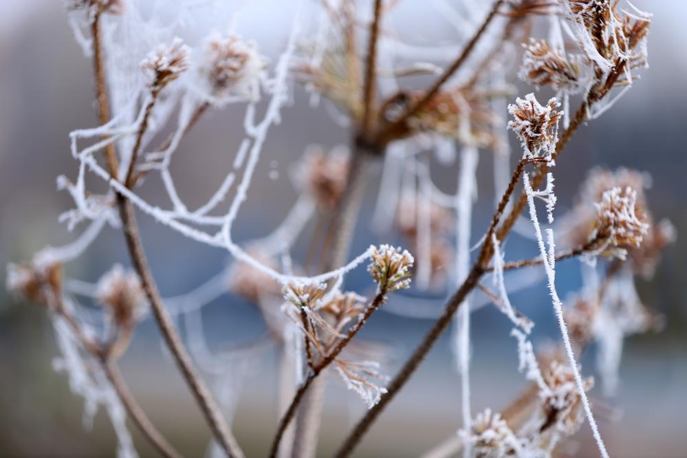 Soğuk hava nedeniyle örümcek ağları ve ağaçlar kırağı tuttu