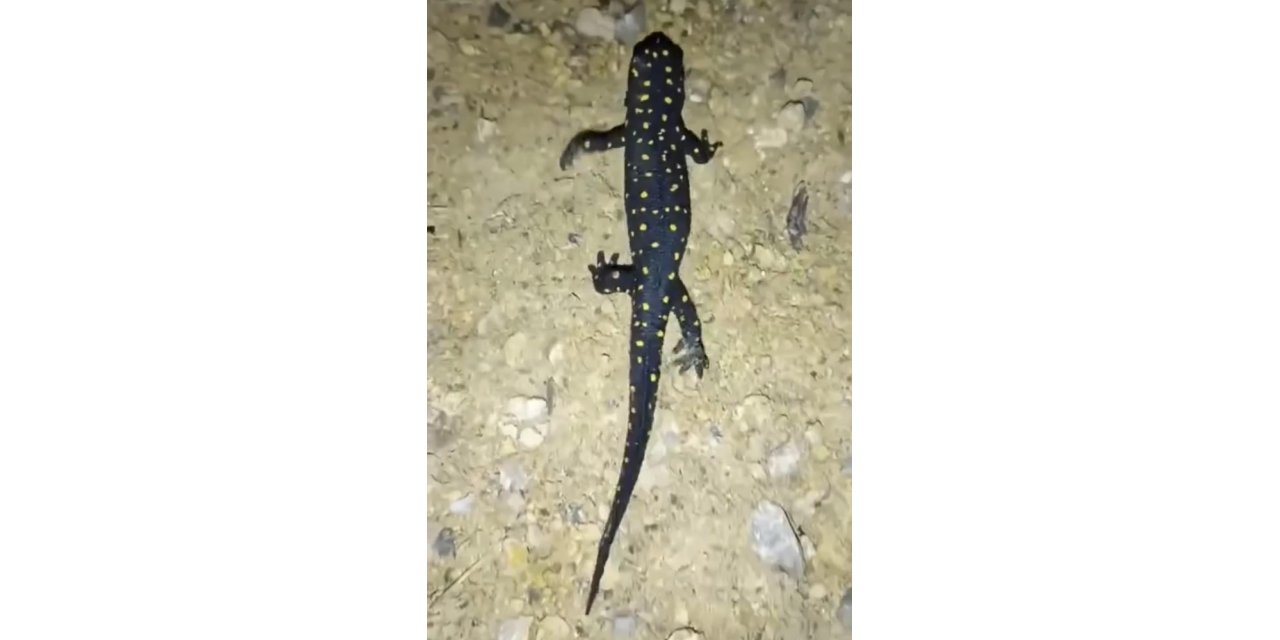 Batman’da ‘sarı benekli semender’ görüldü