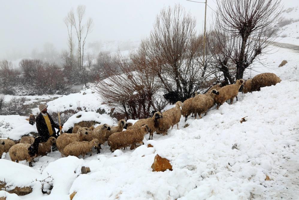 Koyun sürüsünün kar ve tipiyle sınavı