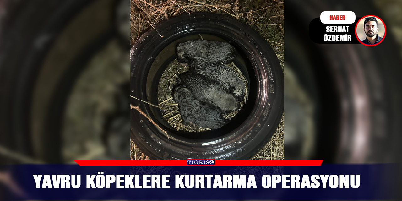 VİDEO - Yavru köpeklere kurtarma operasyonu