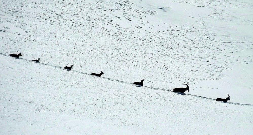 Munzur’un Şamuaları göç yolunda
