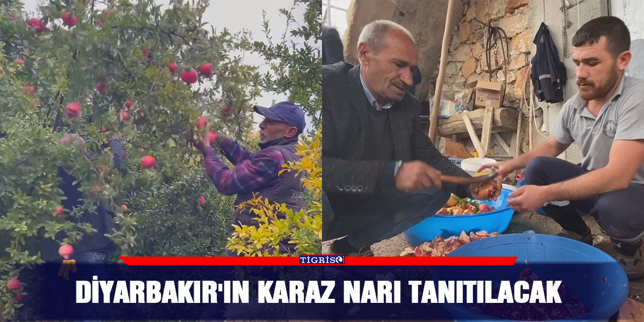 Diyarbakır'ın karaz narı tanıtılacak