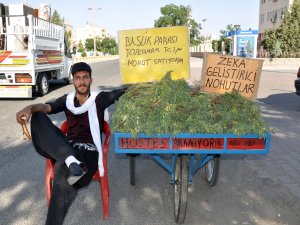Başlık parası biriktirmek için yeşil nohut satıyor