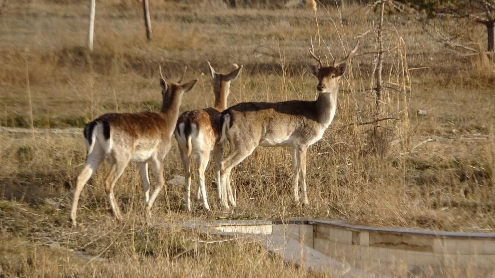 Alageyikler koruma altında